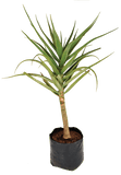 Aloe / Bainesii Tree