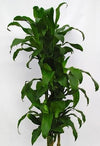 Dracaena / Hawaii Girl