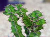 Euphorbia / Zig zag