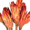 Red Protea (dried)