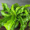 Birdsnest Fern