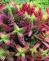 Crassula / red pagoda