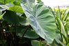 Colocasia