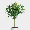 Ficus / Altissima "Audrey"