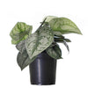 Pothos / Silver