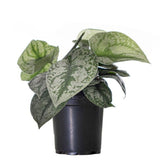 Pothos / Silver