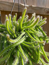 Dog tail cactus