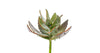 Faux Aloe Stem