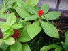 Costus “Spiral Ginger”