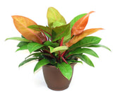 Philodendron Prince of Orange