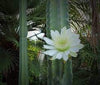Cactus / Echinopsis pachanoi