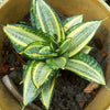 Snake Plant / Radiant Star