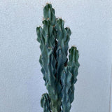 Cactus / Peruvian Cereus