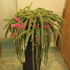 Cactus / Rat Tail