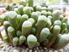Baby Toes Succulent