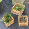 Mixed succulent basket