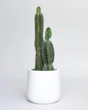 Cactus / Peruvian Cereus