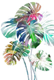 Tropical Collection